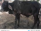 Haj Cow