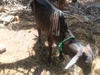 Farm Cow