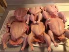 Halal Boilers Chicken