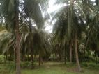 Halawata Coconut Land for Sale ( RS - 386)