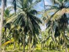 Halawata Madurankuliya Coconut Land for Sale ( RS - 469)
