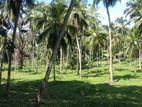 Halawatha : 28 Acres Coconut Estate for sale at Arachchikattuva