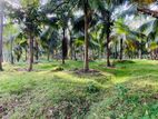 Halawatha : 60 Acres Coconut Estate for sale