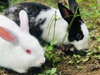 Male Rabbit
