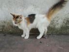 Half Breed Persian Cat