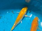 Carp Fish