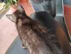 Kittens for A Kind Home