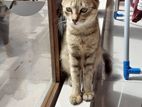 Half Persian 6 Month Old Kitten for a Kind Home