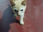 Half Persian Cat for Kind Home