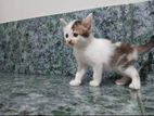 Mix Persian Cat