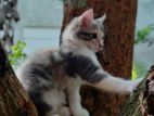 Half Persian Kittens