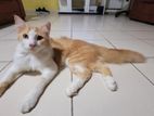 Half Persian Ginger Male Cat
