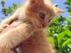 Persian Kitten
