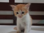 Half Breed Persian Kittens