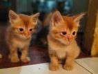 Half Persian kittens