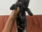 Half Persian Kittens