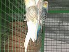 Lovebirds