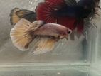 Halfmoon Betta Fish