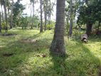Hambantota Lake frontage Coconut land for sale (SSPL-163)