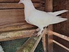 Home Breed Pigeon