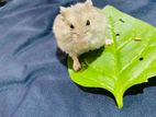 Hamster