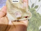 Hamster