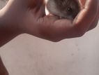 Hamster