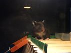 Hamster