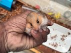 Hamster Babies And Breeding Pairs