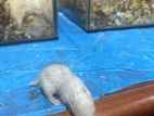 Hamster Babies Syrian