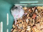 Hamster Baby