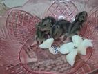 Hamster Baby