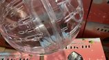 Hamster Ball