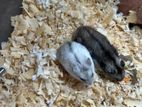 Hamster Breeding Pair