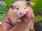 Hamster