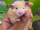 Hamster