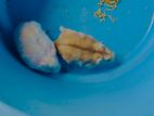 Hamster (Dwarf Albino)
