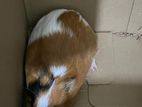 Guinea Pig