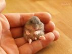 Hamster