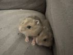 Hamster