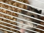 Hamster