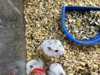 Hamster