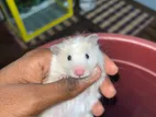 Hamster