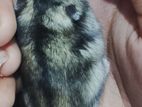 Hamster
