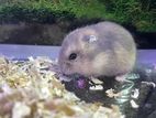 Hamster