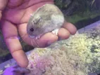 Hamster