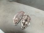 Hamster