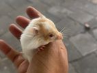 Hamster