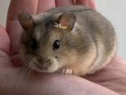 Hamster