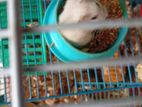 Hamster